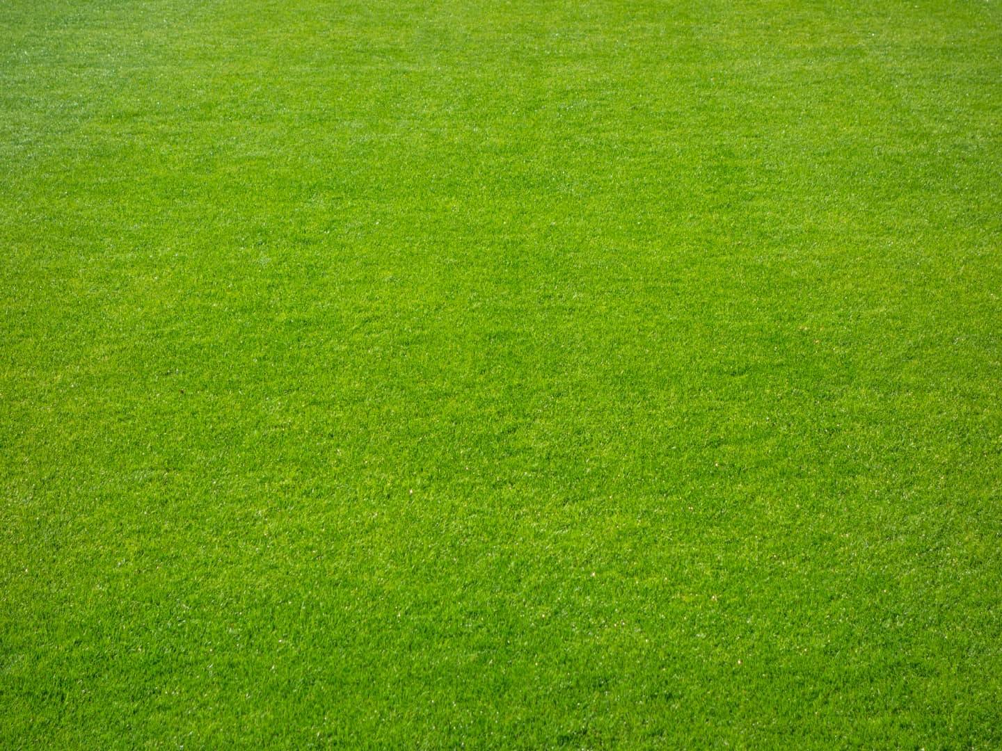 Fußball-Rasen in Nahaufnahme